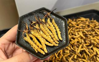 冬蟲(chóng)夏草可以煲骨頭嗎？當(dāng)然可以！這樣做營(yíng)養(yǎng)翻倍