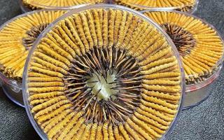 冬蟲夏草一斤價格多少？2025 年行情揭秘，差價竟達數(shù)十倍
