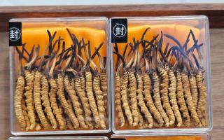 冬蟲夏草現(xiàn)在多少錢一克？2025 年克價揭秘，差價達 5 倍