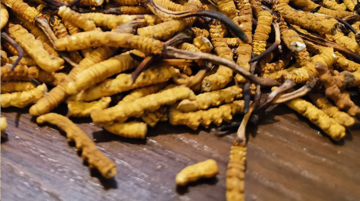 2025 年干<a href=http://www.cyts-zx.com/jiage/ target=_blank class=infotextkey>冬蟲夏草價(jià)格</a>指南