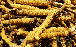 石斛與冬蟲夏草哪個(gè)好？從功效到適用場景的全面對(duì)比