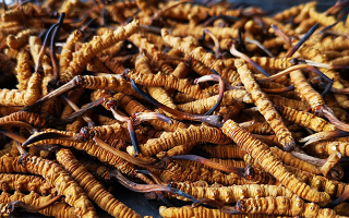 冬蟲夏草多長時(shí)間形成一根？自然孕育與人工培育的周期密碼