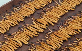 冬蟲夏草單根克重解密：規(guī)格背后的品質密碼