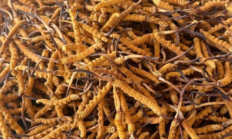 冬蟲夏草專業(yè)存放指南 