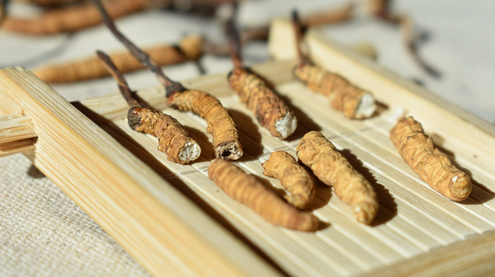 斷的<a href=http://www.cyts-zx.com/ target=_blank class=infotextkey>冬蟲夏草</a>一克啥價 