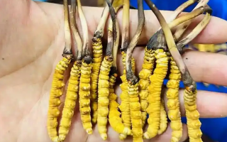 新鮮冬蟲(chóng)夏草要吃幾次？一篇給普通人的實(shí)用指南