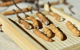 斷的冬蟲夏草一克啥價？2025 年實用行情嘮明白