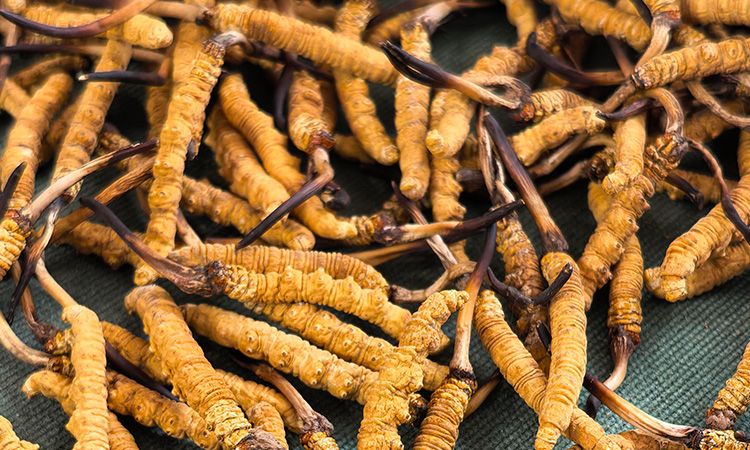 燉了二十年蟲(chóng)草湯，這口感我太熟了，跟你細(xì)細(xì)說(shuō)