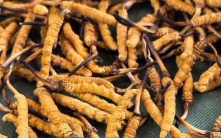 燉了二十年蟲(chóng)草湯，這口感我太熟了，跟你細(xì)細(xì)說(shuō)