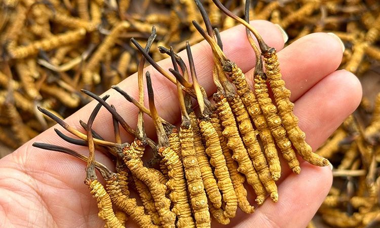 冬蟲夏草保存時長：專家解析關鍵影響因素與期限界定