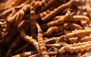 冬蟲夏草采后保存指南：鎖住營養(yǎng)，延長鮮度?