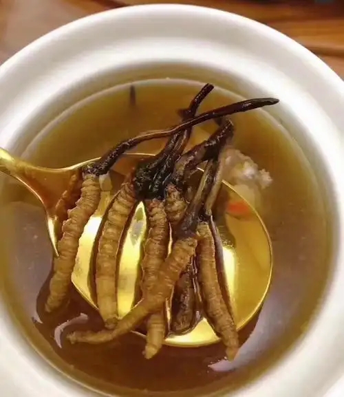 冰糖燉冬蟲夏草的做法，有什么功效?