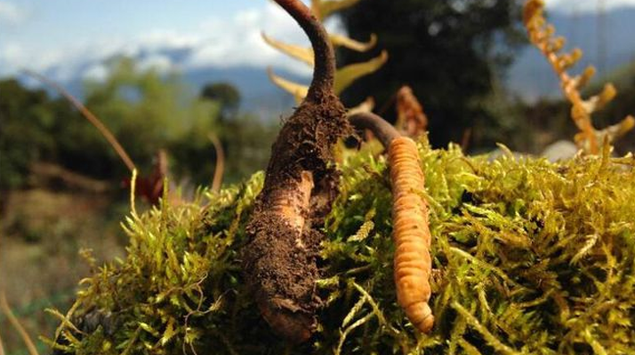 2026 年那曲冬蟲(chóng)夏草分規(guī)格價(jià)格走勢(shì)與備貨時(shí)機(jī)定制建議