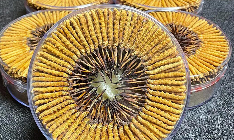 東強(qiáng)堂冬蟲(chóng)夏草保存的注意事項(xiàng)