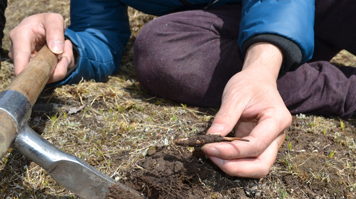  那曲冬蟲(chóng)夏草的市場(chǎng)供需與季節(jié)周期是如何影響其交易價(jià)格的？