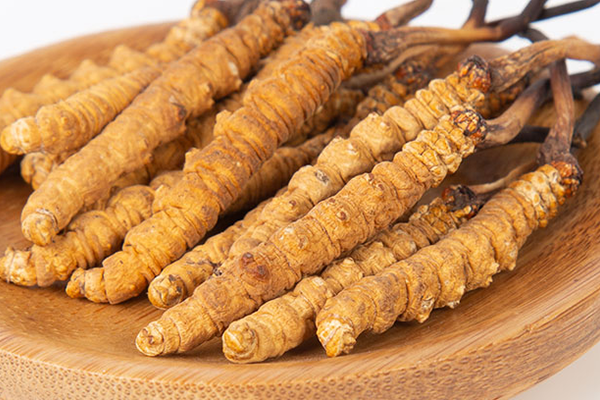  人工培育的冬蟲(chóng)夏草有哪些功效和作用？