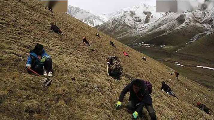 外地人能到蟲(chóng)草產(chǎn)區(qū)采挖蟲(chóng)草嗎？