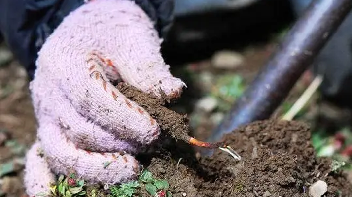 西藏那曲冬蟲(chóng)夏草采挖作業(yè)標(biāo)準(zhǔn)化流程（SOP）