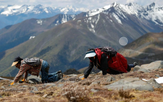西藏那曲冬蟲(chóng)夏草采挖期品質(zhì)分級(jí)標(biāo)準(zhǔn)