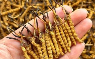 東強堂科普：冬蟲夏草保存期多久？源頭品牌教你科學鎖鮮