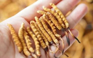 東強堂科普：3克冬蟲夏草是幾根？那曲源頭品牌教你精準換算