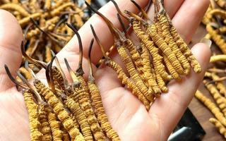 東強堂科普：雪山冬蟲夏草無“葉”！那曲珍品的草頭形態(tài)藏著品質密碼