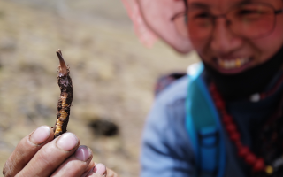  冬蟲夏草的產(chǎn)地溯源方法有哪些？