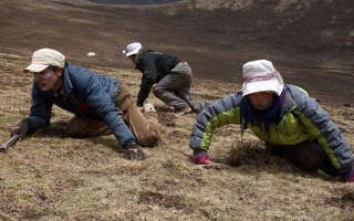 采挖冬蟲夏草危險嗎？安全嗎？