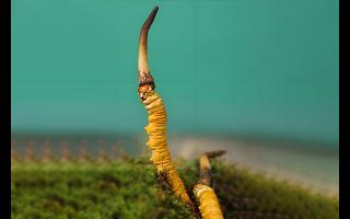  雪山冬蟲夏草的生長周期是多久？