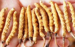 四歲寶寶能吃冬蟲夏草嗎？藏農(nóng)神草：科學(xué)滋養(yǎng)，守護(hù)孩童成長元氣