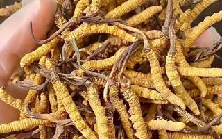 權(quán)威指南：熬一鍋湯放幾根冬蟲(chóng)夏草？藏域珍饈的科學(xué)用量標(biāo)準(zhǔn)
