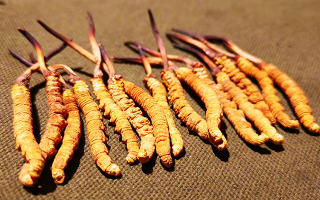 權(quán)威解讀：冬蟲夏草燉雞湯，藏域滋養(yǎng)與家常美味的雙向奔赴