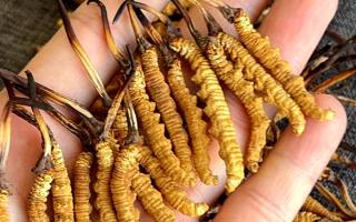 權(quán)威解答：冬蟲夏草可以放水燉嗎？藏域珍饈的科學(xué)燉煮指南