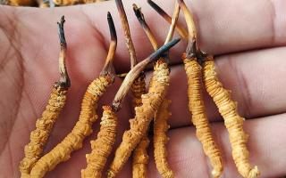 冬蟲夏草正確保存方法，西藏那曲蟲草網(wǎng)教你鎖住雪域滋養(yǎng)不流失