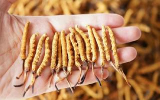 冬蟲夏草各地產(chǎn)量揭秘，西藏那曲蟲草網(wǎng)帶你看清產(chǎn)區(qū)產(chǎn)量格局