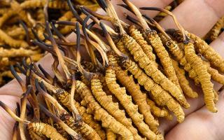 那曲冬蟲(chóng)夏草市場(chǎng)在哪里？西藏那曲蟲(chóng)草網(wǎng)帶你尋蹤源頭交易地