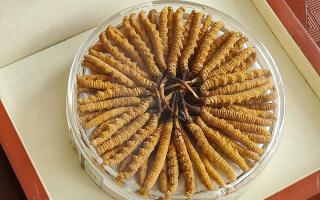 冬蟲夏草不養(yǎng)生會怎么樣？正視滋養(yǎng)價值，規(guī)避認知誤區(qū)