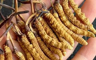 藏紅花和冬蟲夏草哪個貴？揭秘2026年最新價格真相