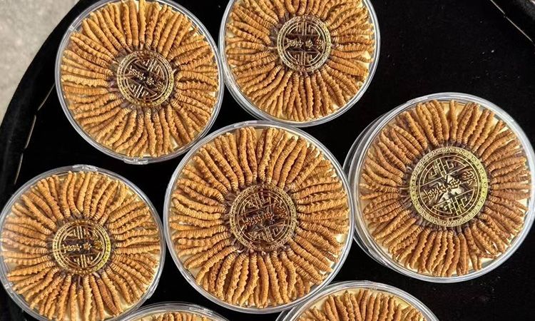 100塊錢一盒冬蟲(chóng)夏草能買嗎 