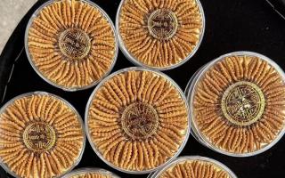 100塊錢一盒冬蟲(chóng)夏草能買嗎？行業(yè)權(quán)威拆解+避坑指南