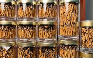 花膠和冬蟲夏草一起煲嗎？行業(yè)權(quán)威解讀+實(shí)操指南