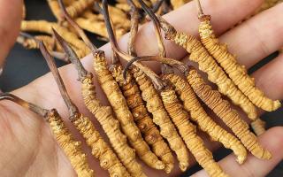 西藏那曲蟲草網(wǎng)詳解：哪些地方能長冬蟲夏草？核心產(chǎn)區(qū)全解析