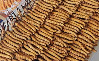 寶寶可以服用冬蟲夏草嗎？權(quán)威指南，科學(xué)滋補不踩坑