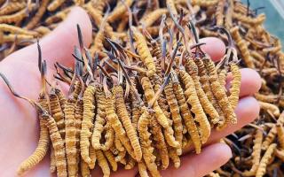 35元一根的冬蟲(chóng)夏草能買(mǎi)嗎？——揭秘低價(jià)蟲(chóng)草真相