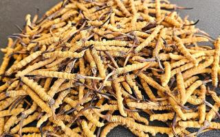 選對冬蟲夏草不踩坑——西藏那曲蟲草網教你挑出優(yōu)質好蟲草