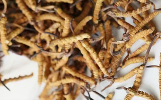 養(yǎng)生滋補(bǔ)冬蟲(chóng)夏草哪里買？西藏那曲蟲(chóng)草網(wǎng)教你選對(duì)渠道，買正買值