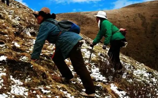 冬蟲夏草如何區(qū)別好壞？那曲行業(yè)平臺(tái)教你4步精準(zhǔn)鑒別