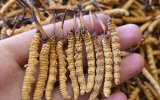 冬蟲夏草主要產(chǎn)地詳解：那曲雪域，蟲草的黃金搖籃