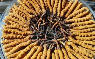 冬蟲夏草保存盒能放多久？藏農(nóng)神草那曲源頭品牌，教你科學(xué)存出好品質(zhì)